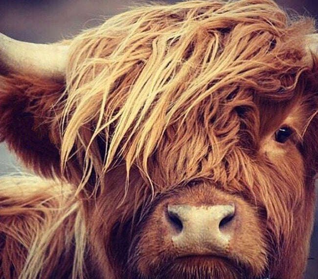 Highland Coo drop earring