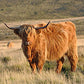 Highland Coo Charm