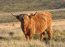 Highland Coo Charm