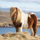Shetland Pony Charm