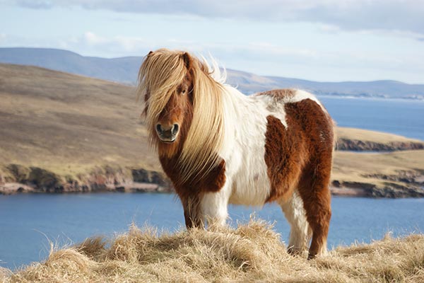 Shetland Pony Drop Earring